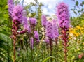 Pink flowers Albamar Liatra klosowa `Kobold` Liatris spicata| Albamar